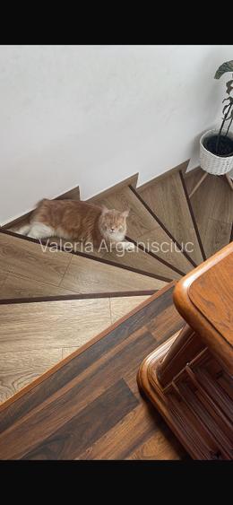 Vila mobilată și utilată ,situată în Chitila , str Nicolae Bălcescu 59 . - 14