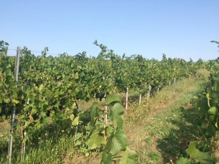 18,57 Hectare lot compact - Plantatie vita de vie pe rod, soi Pinot Noir - 6