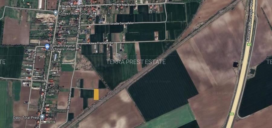 Ocazie! 1500 mp intravilan Caciulati, acces rapid A3 - 4