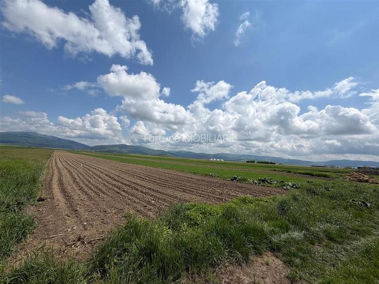 Teren extravilan 10.000 mp - Ieșire Prejmer spre Cărpiniș - 3