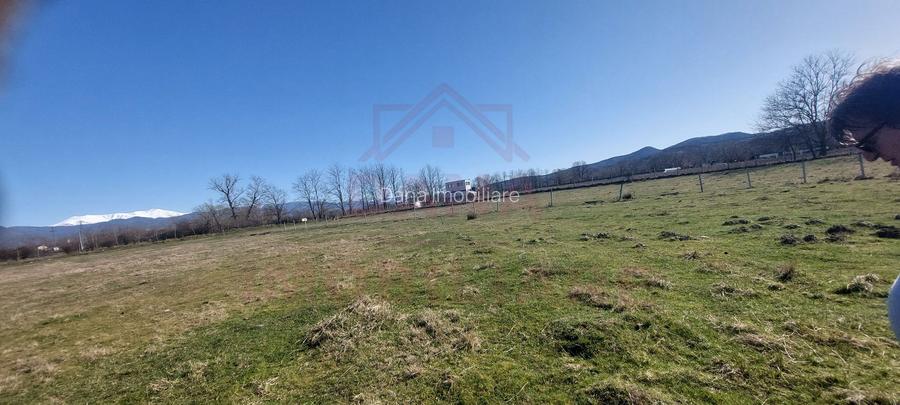 TEREN CU PLANTAȚIE DE TRANDAFIRI ,,ROSA DAMASCENA,\ \CARANSEBEȘ\JUD.CS - 4