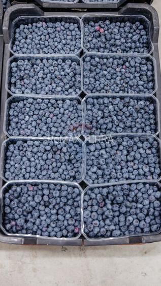 BUSINESS DE VANZARE Plantatie de afin din Romania - 20