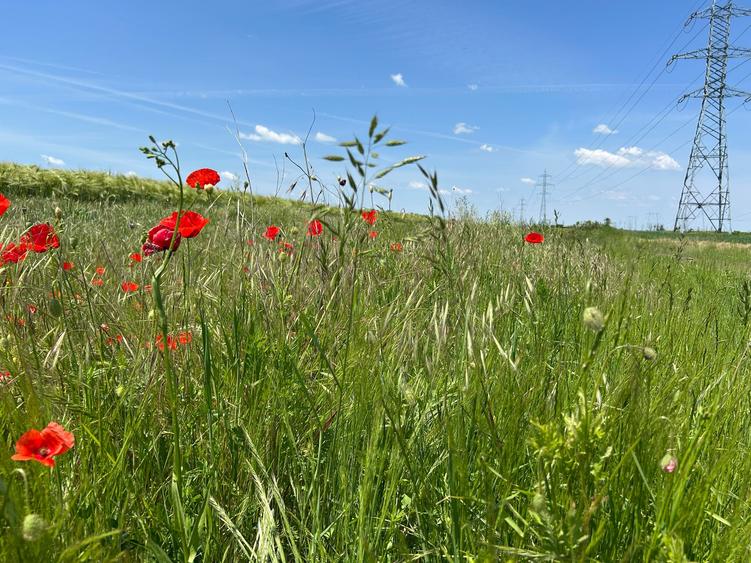 Vanzare teren în Măgurele, Pruni, strada Argeș 12000 euro
