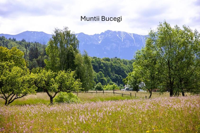 Teren intravilan plat in Bran, 1000 mp, vedere către Bucegi, utilitati
