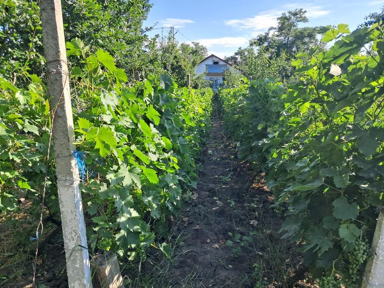 Vânzare Casă Buzău Cuculeasa Ziduri