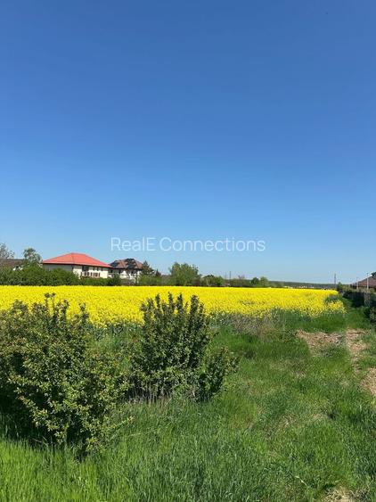 Teren intravilan 26.300 mp Saftica Balotesti - PUZ în lucru - 21