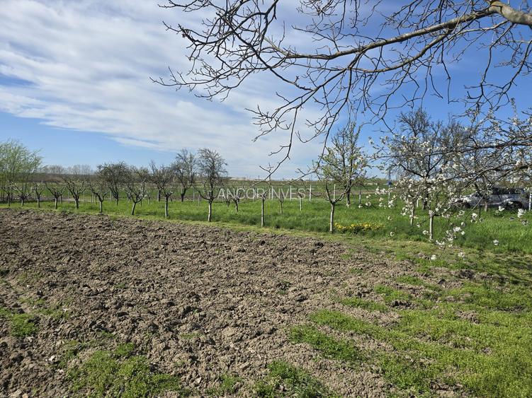 TEREN INTRAVILAN -1300 mp CURTISOARA - 10