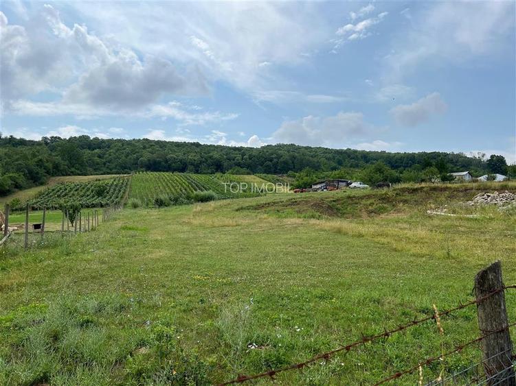 Teren Tomesti 3750MP - 6