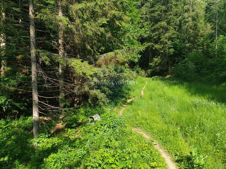 Teren intravilan, 56000 mp, Poiana Brașov - 9