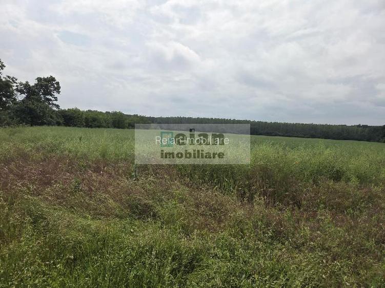Ciolpani - Padurea Snagov 700 mp, Toate utilitatile, Padure, 18 deschi - 2