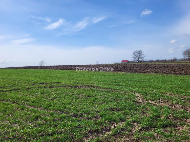 VANZARE TEREN PRUNDU INTRAVILAN AGRICOL GIURGIU POTENTIAL - 8