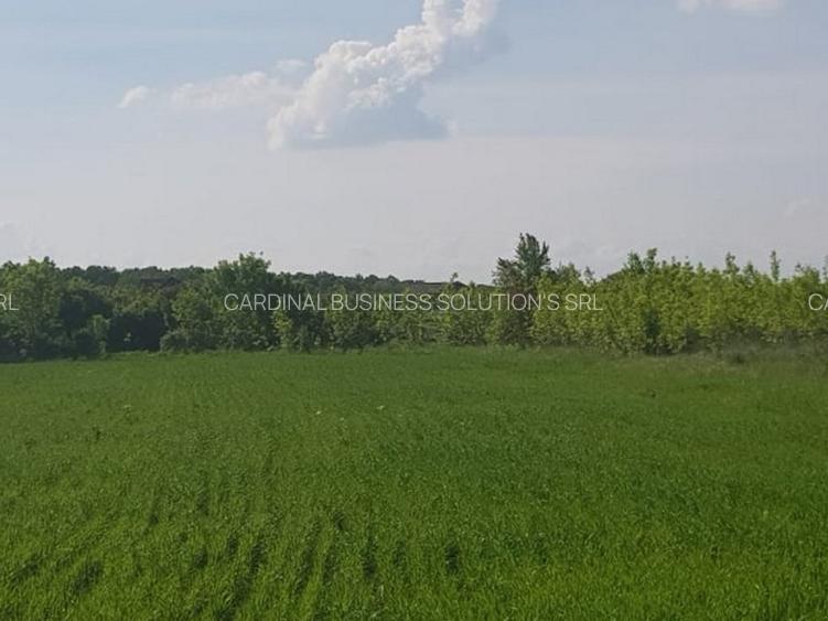 Ciolpani, zona Cimitir Britanic, stradal - 3