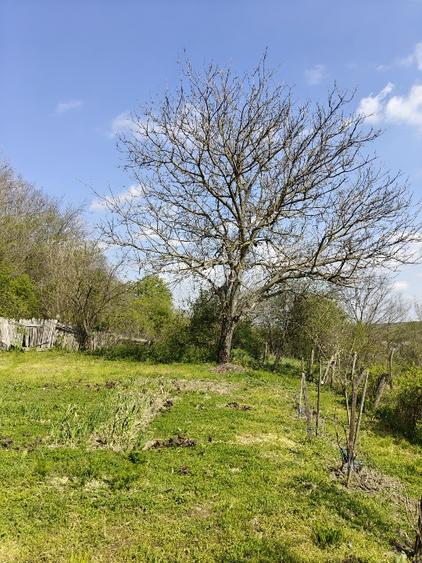 Casă cu 10.300 mp la 15 km de Craiova - 7