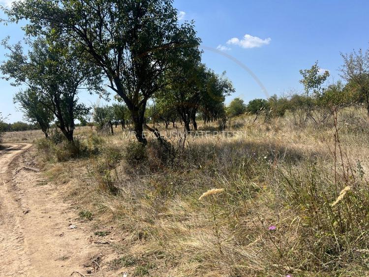 Teren intravilan 5744 mp Mosoaia-Prunilor   - 2