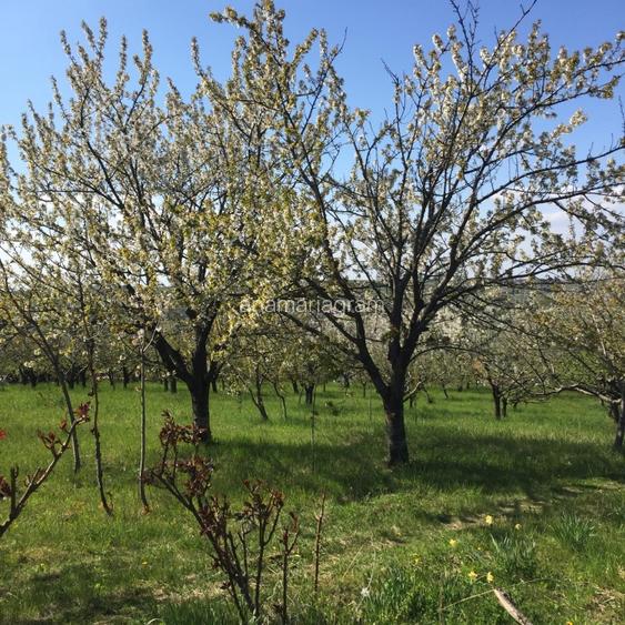 Teren de vis cu casă de vacanță în Oradea: livadă pe rod, panoramă superbă - 4