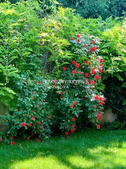 Vanzare Vila Baneasa - Willbrook - cu Deschidere la Padure ! - 9