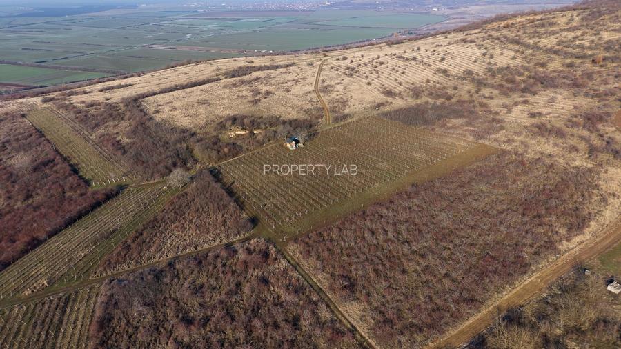 Vita-de-vie Premium  teren de 6800 mp în Covăsinț - 2