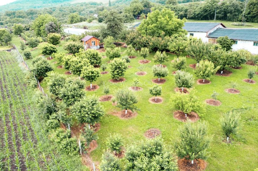 Viseaza, construieste, culege: Livada Paradisului - De Vanzare - 8