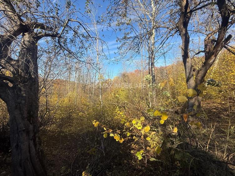 Teren langa pădure 6400mp+casa demolabila-deschidere 35 ml - 6