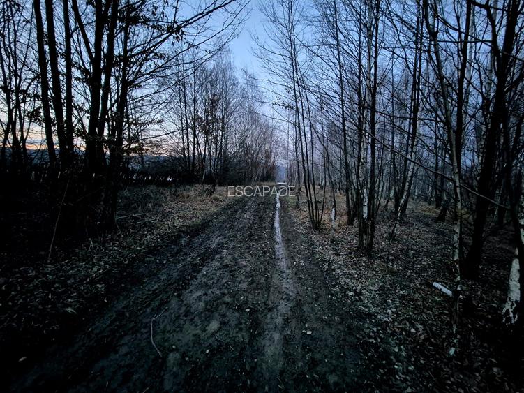 Teren extravilan 5000 mp Sinca Noua - 6