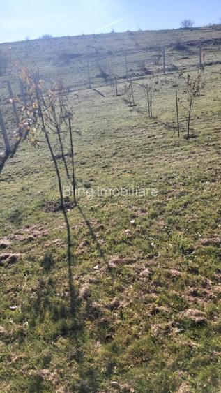 Teren extravilan 1000mp Centura nord - 4