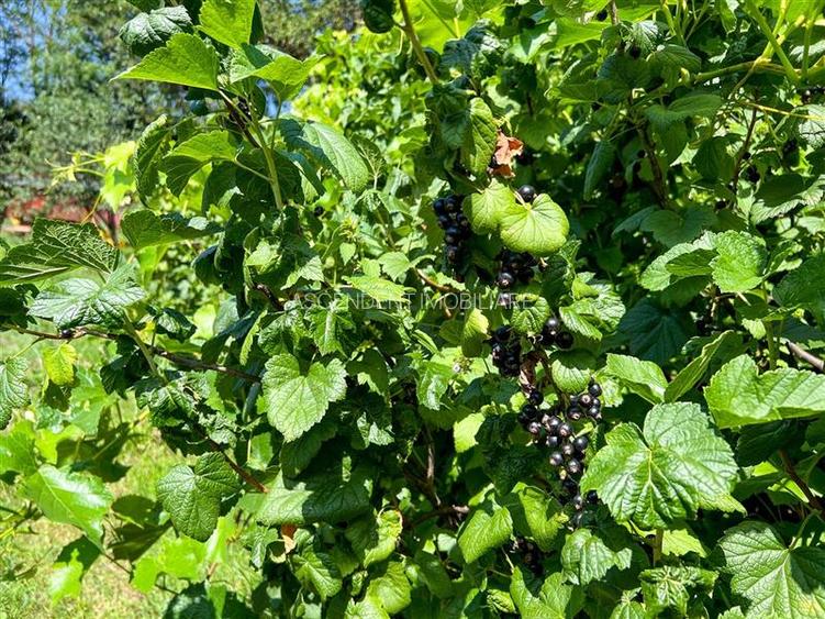 Casa primiroate in decor valoros si rodnic teren de 850mp, Ilieni, Covasna: FILM - 4