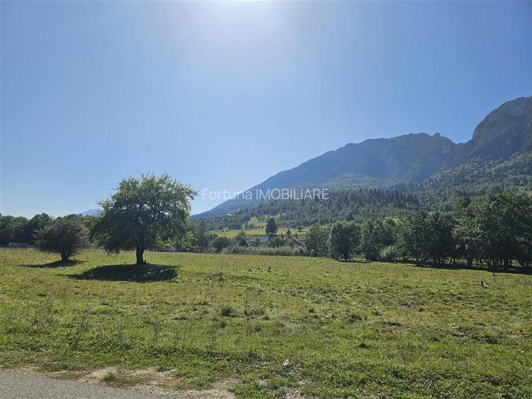 Teren intravilan, 21.000 mp, Zona Intre Barse, spre Plaiul Foii, Zarnesti - 4