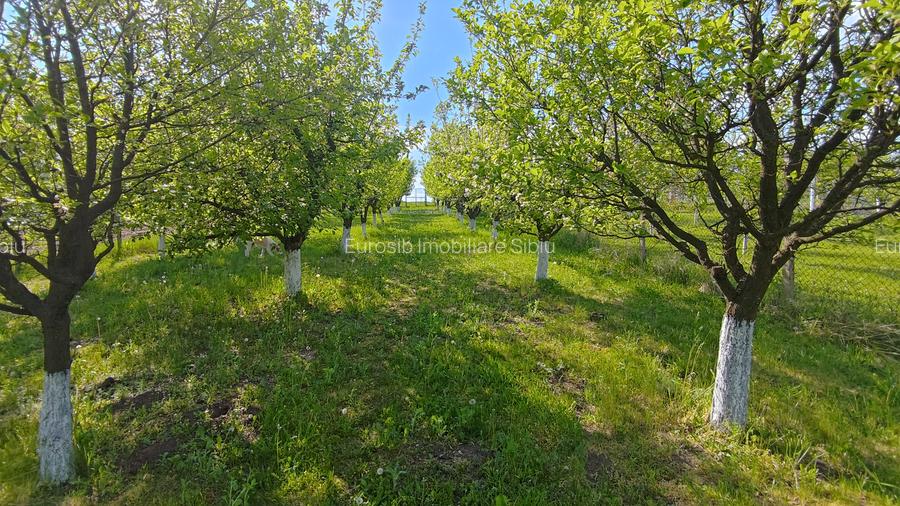 Teren intravilan 1000 mp in Sibiu Daia Noua - 5