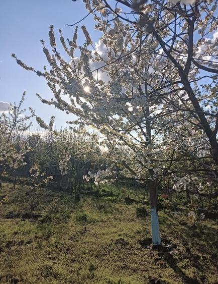 Vila 9 camere***gradina cu pomi fructiferi//1085 mp teren***Dragomiresti-Deal - 23