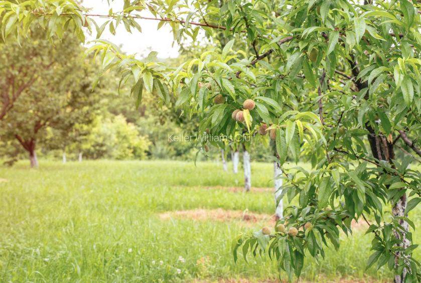 Visează, construiește, culege: Livada Paradisului – De Vânzare - 3