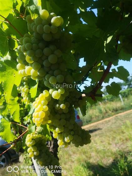 Afacere Investitie Vie 4 Hectare 40 km de Oradea - 4