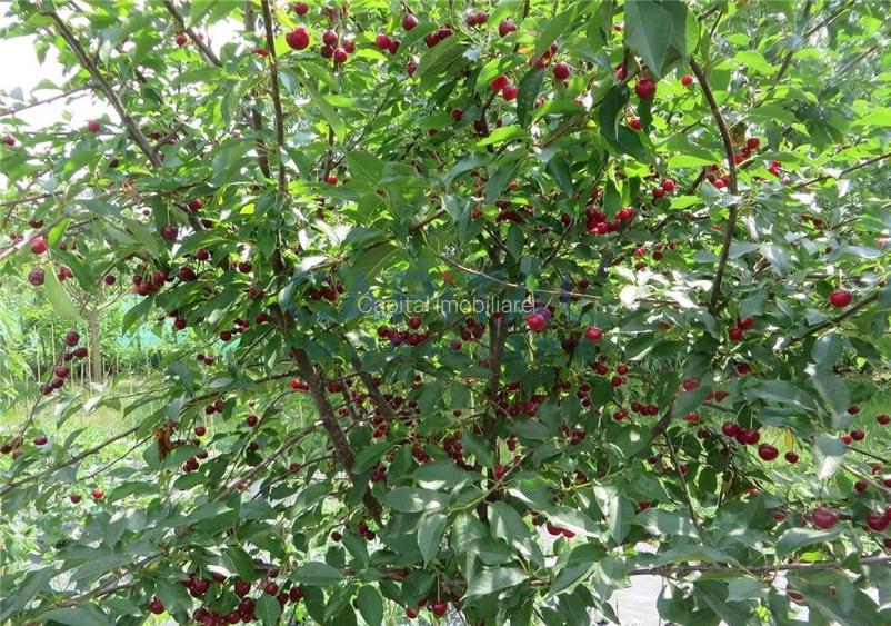 Casa de vanzare in Popesti, Giurgiu - 17