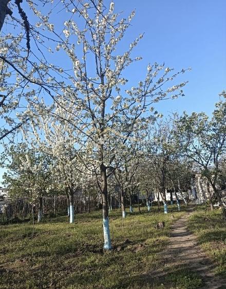 Vila 9 camere***gradina cu pomi fructiferi//1085 mp teren***Dragomiresti-Deal - 4