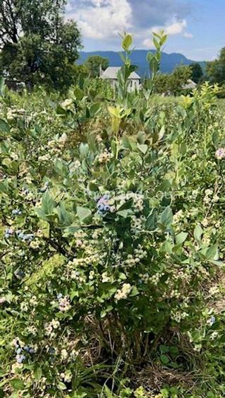 Teren 6,900mp Breb / Strada PRINCIPALA - 7