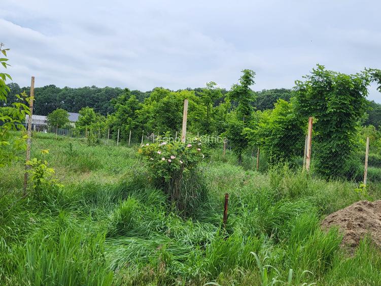 Teren Snagov – frumusețea calmă a lacului și liniștea pădurii. - 6