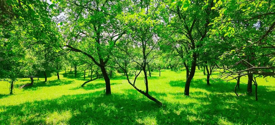 Teren intravilan Talea situat in mijlocul naturii ! - 3