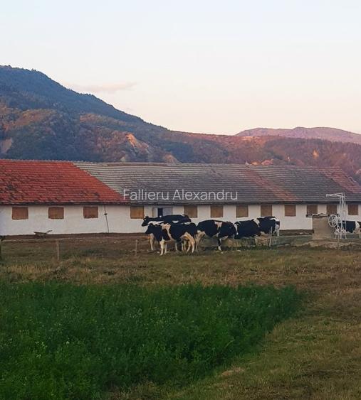 Vand teren  500 m p , 1000 mp  , 17500 mp intravilan , negociabil. - 4