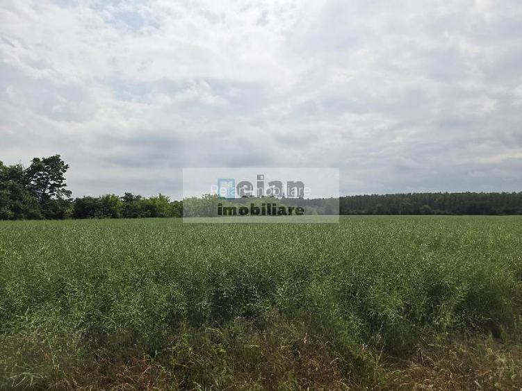 Ciolpani - Padurea Snagov 700 mp, Toate utilitatile, Padure, 18 deschi - 3