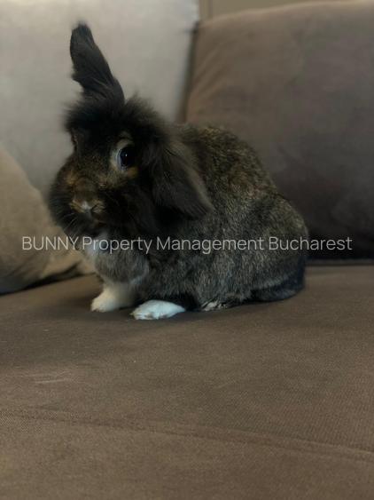 Luxuria Residence | Code MY032-02  |  620EUR+TVA - 31