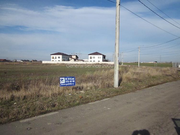 Domnesti-Narciselor - 6