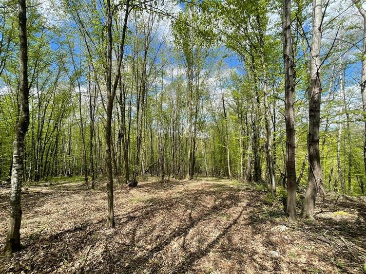 TEREN EXTRAVILAN | 103.000mp | BALANACA-GROSI | PASUNE | PASUNE IMPADURITA | BIH - 6