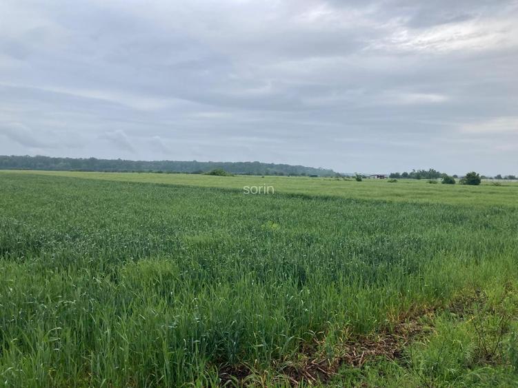 Vand teren intravilan in Sabareni, jud Giurgiu - 4