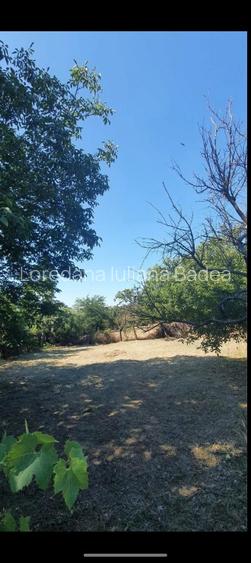 Case comuna Verbița + teren + livada pruni - 3