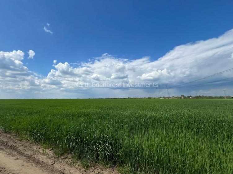 TEREN - CALARASI/ILFOV - 4