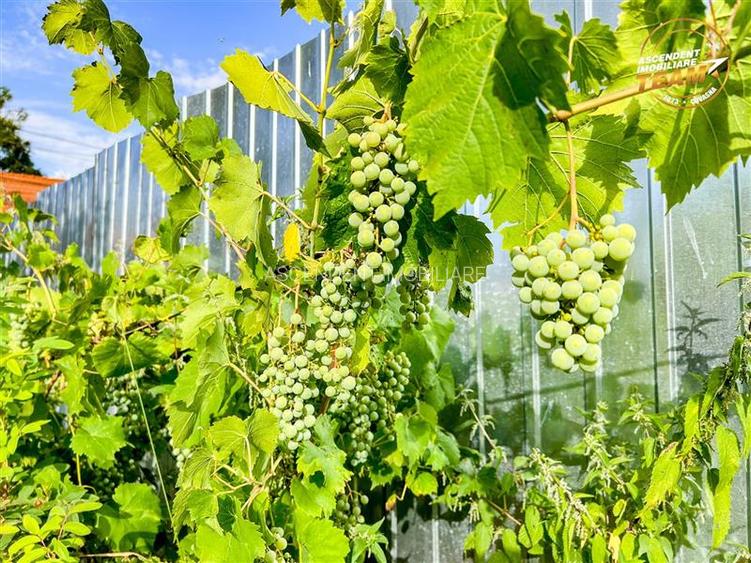 FILM!Casa cu 3.500mp teren,vedere pitoreasca,Sancraiu:aria Brasov.-.Sf. Gheorghe - 26