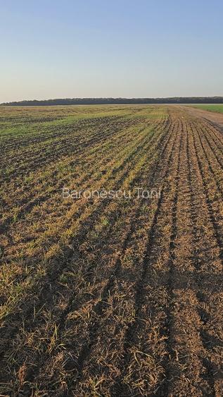 Teren Extravilan GIURGIU 16 Ha (la 50km de București) - 4