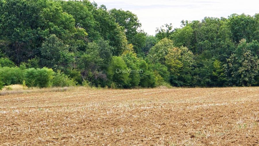 The Forest Collection - lot 500 mp | Padurea Snagov - Ciofliceni - COMISION 0% - 6