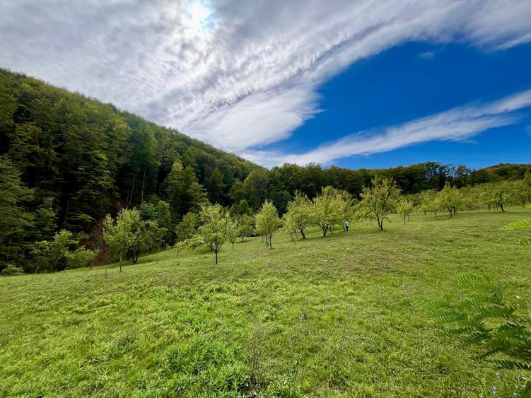 Teren 9.800 mp – Investiție ideală în mijlocul naturii | 10€/mp - Comision 0%