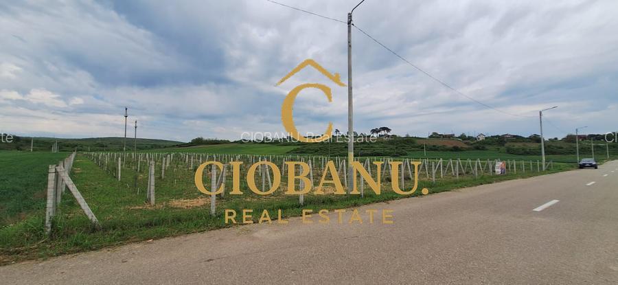 Teren intravilan cu PLANTATIE DE GOJII de vanzare in Racari - 18