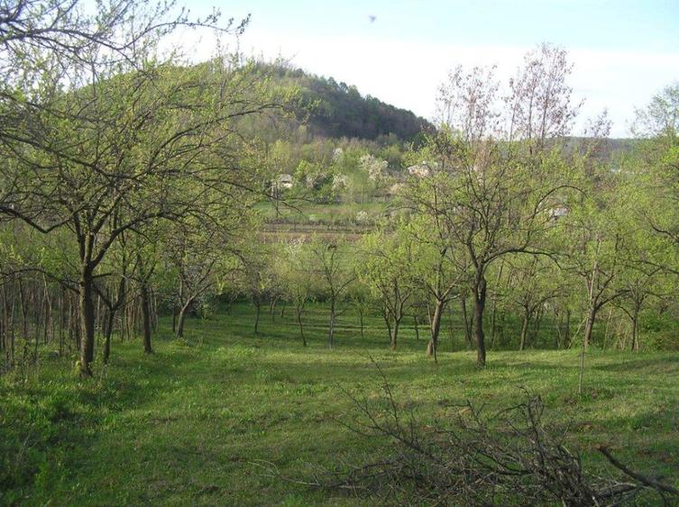 (307) Teren intravilan Calinesti – sat Carstieni, jud. Arges / Direct proprietar
